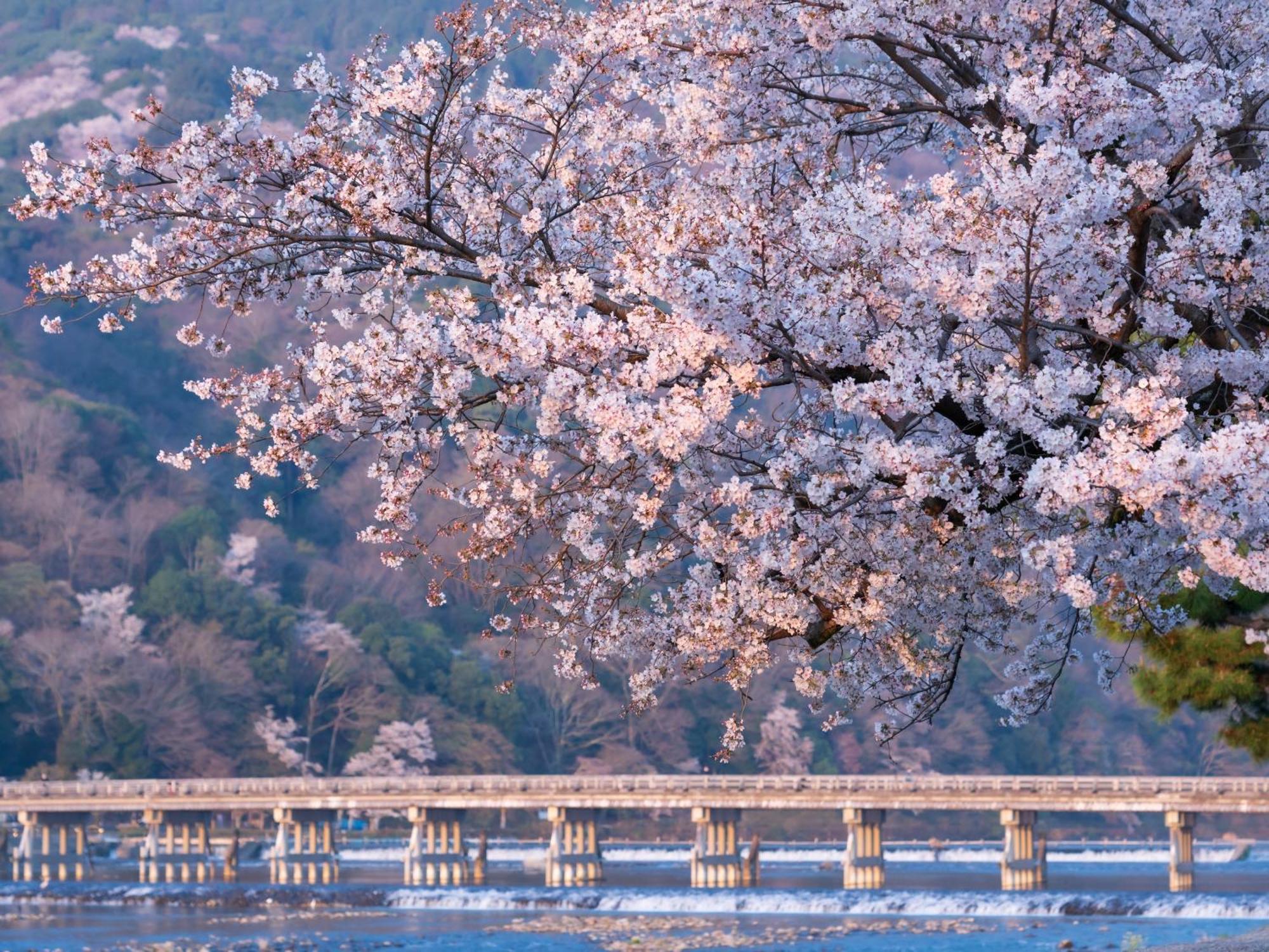 The Blossom Kioto Zewnętrze zdjęcie